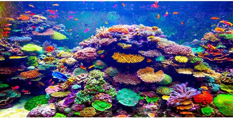 AWERT Undersea Theme Aquarium Background 48x24 inches Vinyl Colorful Coral Tropical Fish Underwater World Fish Tank Background - Image 1