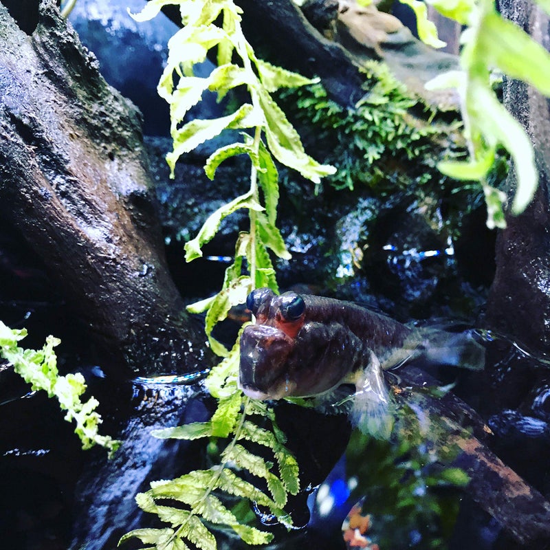 Seachem Prime Fresh and Saltwater Conditioner - Chemical Remover and Detoxifier 500 ml - Image 3