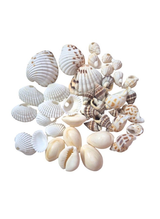 Decorama Multiple Styles Sea Stones & Shells For Art & Craft - 400gm | Craft Shell For Decoration Purpose, Art & Craft, Home Doctor & Resin Art | Aquarium & Garden Decorative Stones - Pack of 6 - Image 2