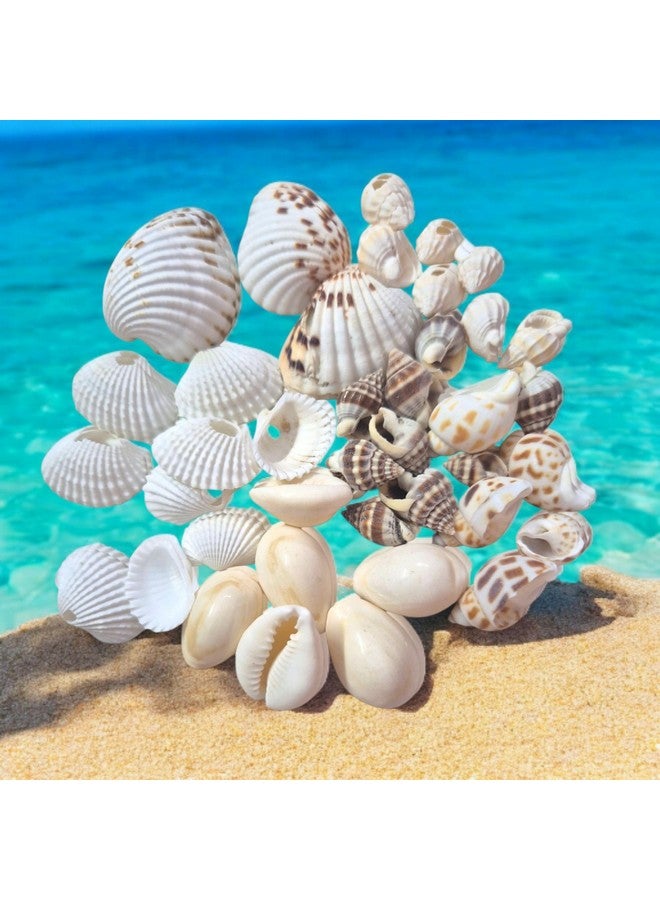 Decorama Multiple Styles Sea Stones & Shells For Art & Craft - 400gm | Craft Shell For Decoration Purpose, Art & Craft, Home Doctor & Resin Art | Aquarium & Garden Decorative Stones - Pack of 6 - Image 3