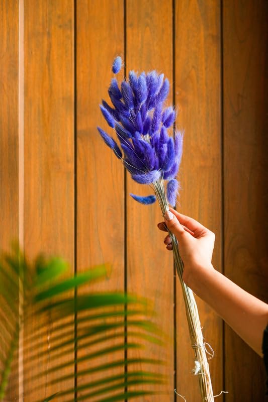 CLOUD INDIA Decorative Bunny Tails Naturally Dried Flower for Vase Filler for Home DcorIndoor Office Dcor Royal Blue 50 Stems