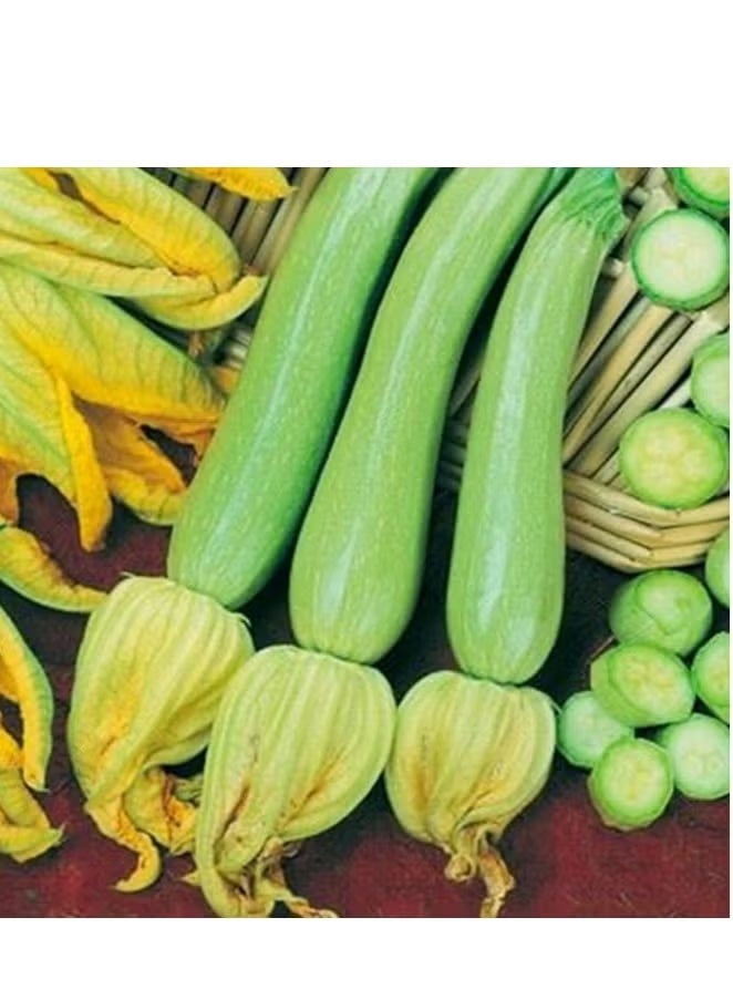 Hortus Zucchino Genovese (Marrow) Le Biologiche Organic Seeds By Hortus - Image 1