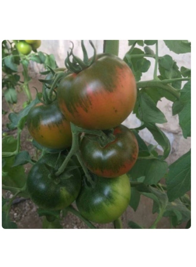 100 PCS Tomato Kumato Seeds For Home Garden Planting - Image 2
