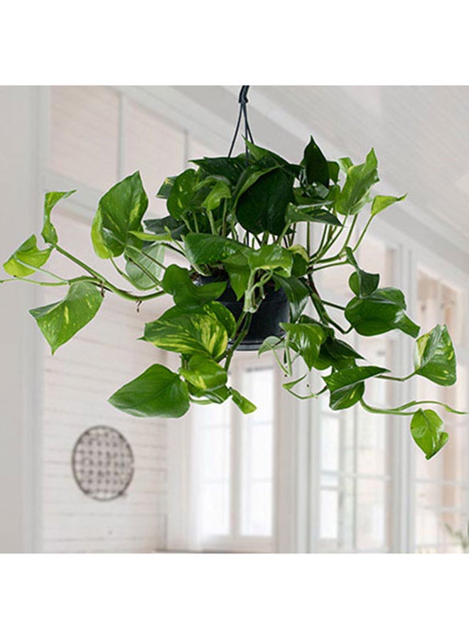 Ferns N Petals Hanging Epipremnum Aureum Plant
