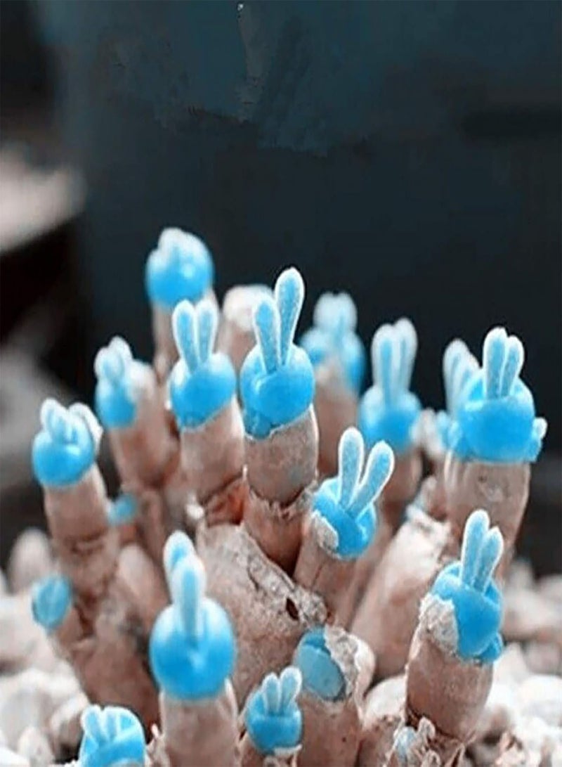 GGOOT 1 Bag Succulent Plants Seeds Easy to Plant Non GMO Small Monilaria Obconica Succulent Seeds for Home Monilaria Obconica Seeds for - Image 2