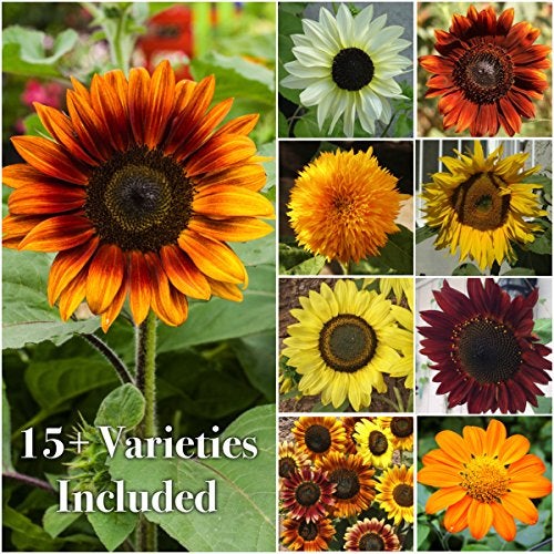 Seed Needs Sunflower Seeds for Planting The Original Crazy Blend | 1 Ounce 15+ Heirloom Varieties Open Pollinated & Untreated | Resealable Bulk Package Multicolored Blooms Flower Seeds - Image 3