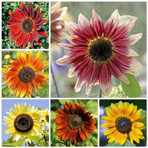Seed Needs Sunflower Seeds for Planting The Original Crazy Blend | 1 Ounce 15+ Heirloom Varieties Open Pollinated & Untreated | Resealable Bulk Package Multicolored Blooms Flower Seeds - Image 4
