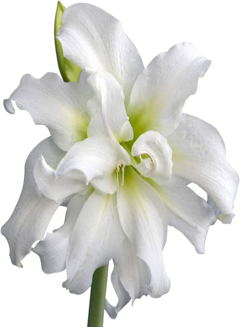 GGOOT 2 weiße Amaryllis Zwiebeln brauchen Nicht viel Pflege haben einen dekorativen wirtschaftlichen Wert geeignet für alle die Kleine Schwierigkeiten pflanzen möchten - Image 1