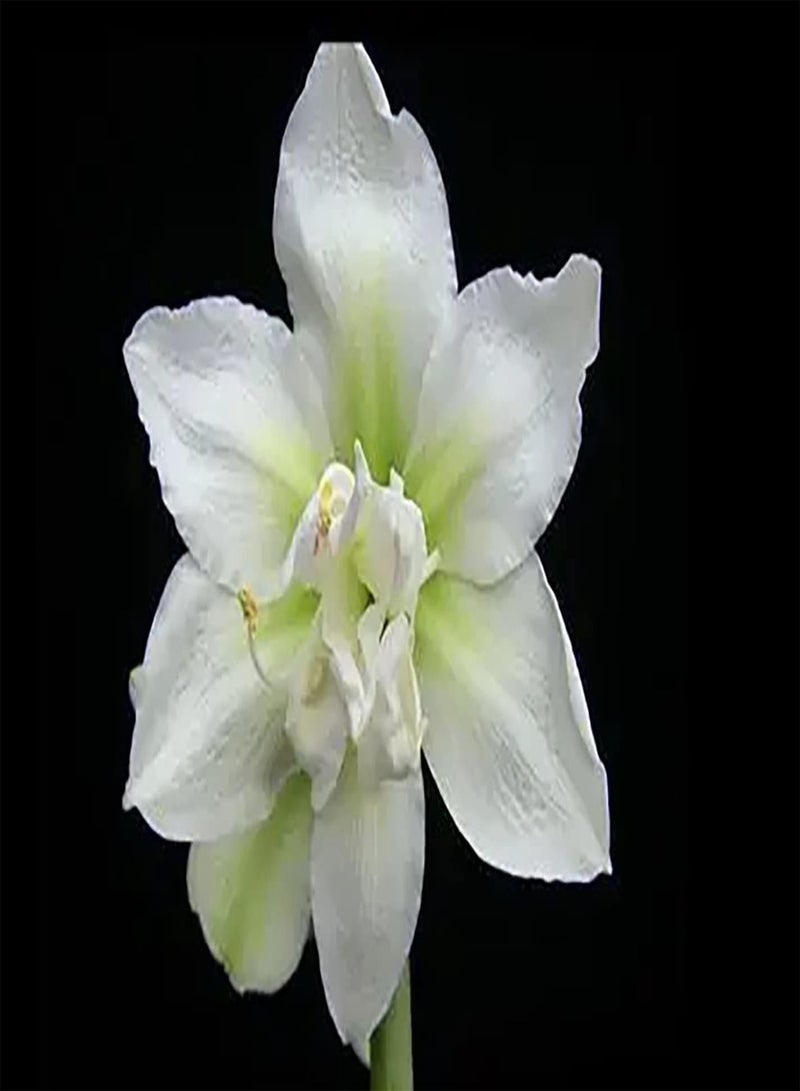 GGOOT 2 weiße Amaryllis Zwiebeln brauchen Nicht viel Pflege haben einen dekorativen wirtschaftlichen Wert geeignet für alle die Kleine Schwierigkeiten pflanzen möchten - Image 2