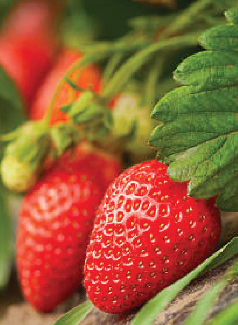 Strawberry Seeds for Planting - Strawberry Fruit Seeds - Image 2