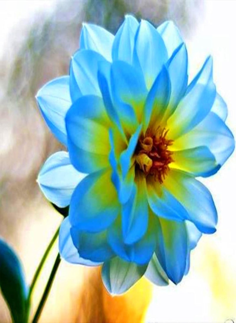 GGOOT Dahlia Seeds/Perennial Plants/Extraordinary Flowers/Can be Planted All Year Round/Long Flowering period-55 PCS,a