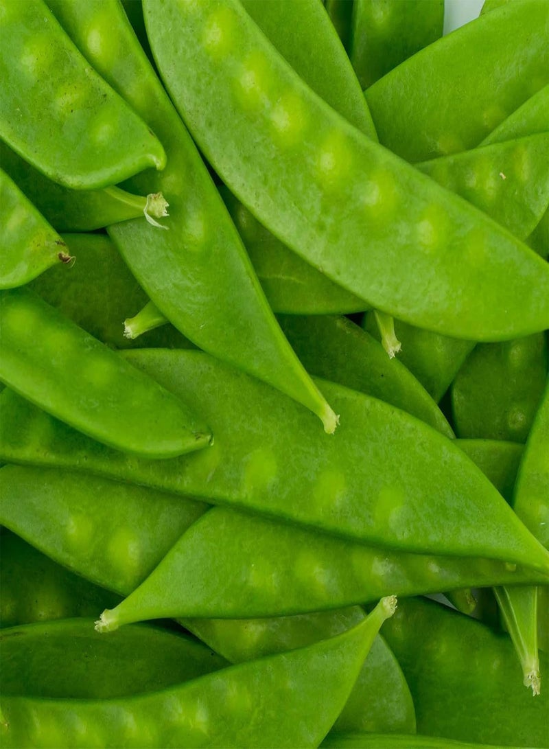 GGOOT Mammoth Melting Sugar Pod Snow Pea Seeds – 1 g (~1,800 Seeds) – Non-GMO Heirloom for Vegetable Gardens & Microgreens – High-Germination, Sweet & Tender Pods, Ideal for Trellising & Vertical Growing  - Image 1