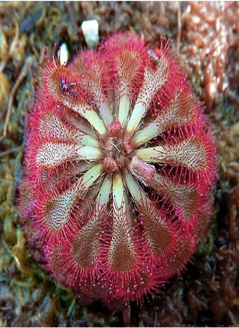 GGOOT - 100Pcs/Bag Drosera Falconeri Seeds for Planting, Fast Growing Non GMO Easy Plant Gardening Gift Drosera Seeds for Balcony Easy to Plant,Gardening,Home Decor - Pink - Image 1