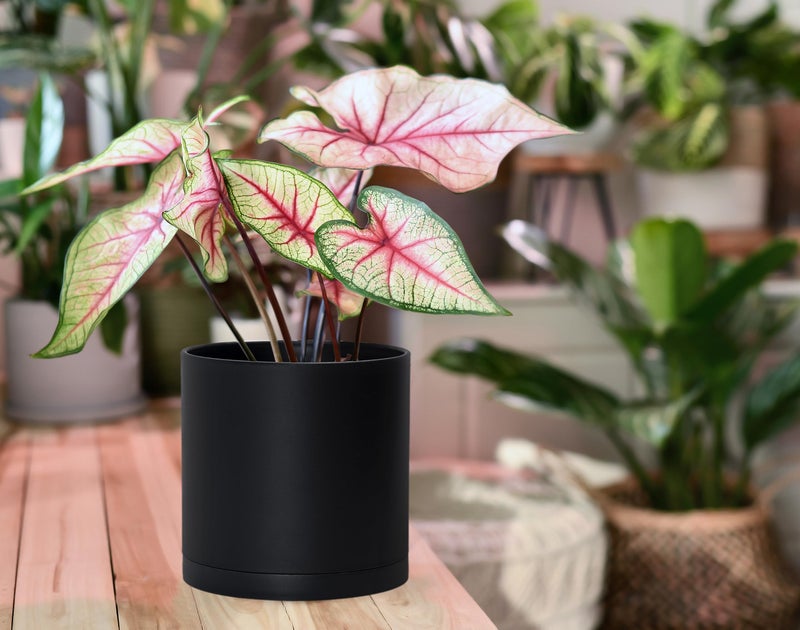 D'vine Dev 4 Pack 6 Inch Modern Plastic Plant Pots, Small Garden Planters for Plant with Drainage Holes and Saucers, Black Color, 74-Y-J-2 - Image 3