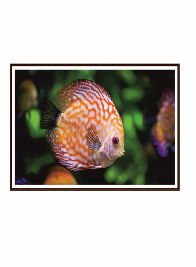 Jump up A Beautiful Fish - Image 1