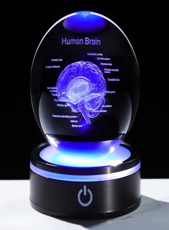 YWHL 3D Crystal Human Brain Crystal Ball with Colorful Light Base, Laser Anatomical Model Brain Gifts for Neurologists, Brain Surgery Gifts for Doctors, Doctor Graduation Gifts for Medical Students - Image 1