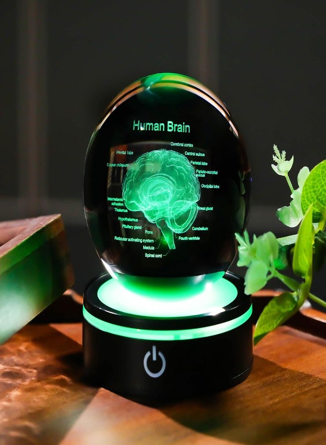 YWHL 3D Crystal Human Brain Crystal Ball with Colorful Light Base, Laser Anatomical Model Brain Gifts for Neurologists, Brain Surgery Gifts for Doctors, Doctor Graduation Gifts for Medical Students - Image 2