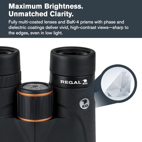 Celestron – Regal ED 8x42 Binoculars – Premium Optics for Birding, Hunting & Outdoor Use – Phase & Dielectric Coated BaK-4 Prisms – Fully Multi-Coated Glass – 4.9 ft Close Focus - Image 5
