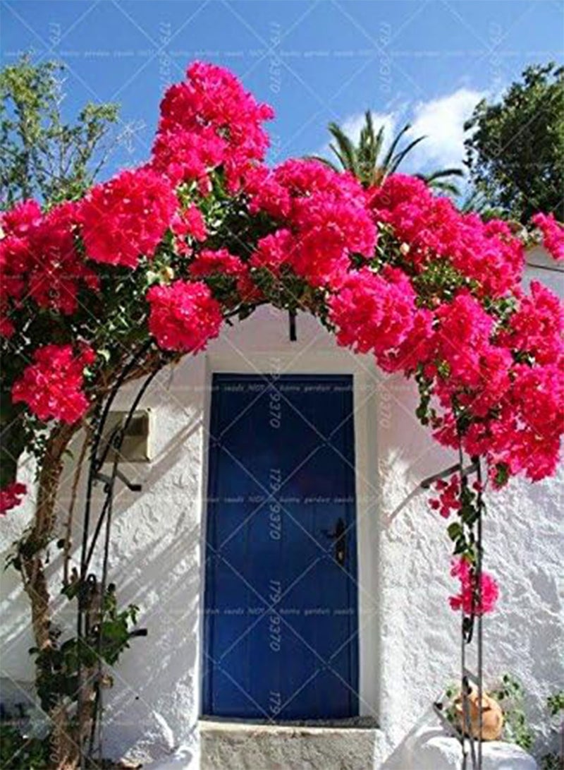 جي جوت 50 قطعة من بذور نبات البوغانفيليا المتسلقة سبيكتابيليس ويلد المعمرة بذور الزهور زهرة جميلة للفناء المزخرف 10 - Image 1