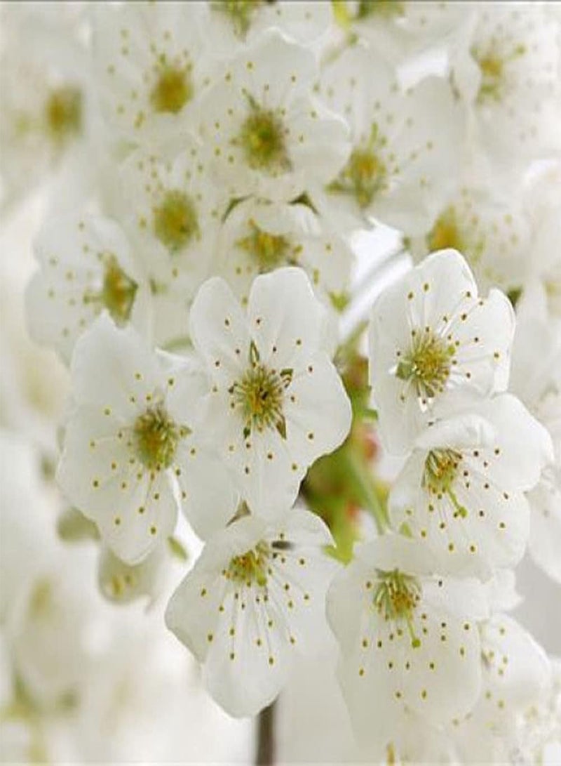 GGOOT 50Pcs Sakura Seeds Cherry Blossoms Easy to Plant Outdoor Edge Flower Varieties Multiuse Ornamental Perennial Tree Loved by People - Image 2