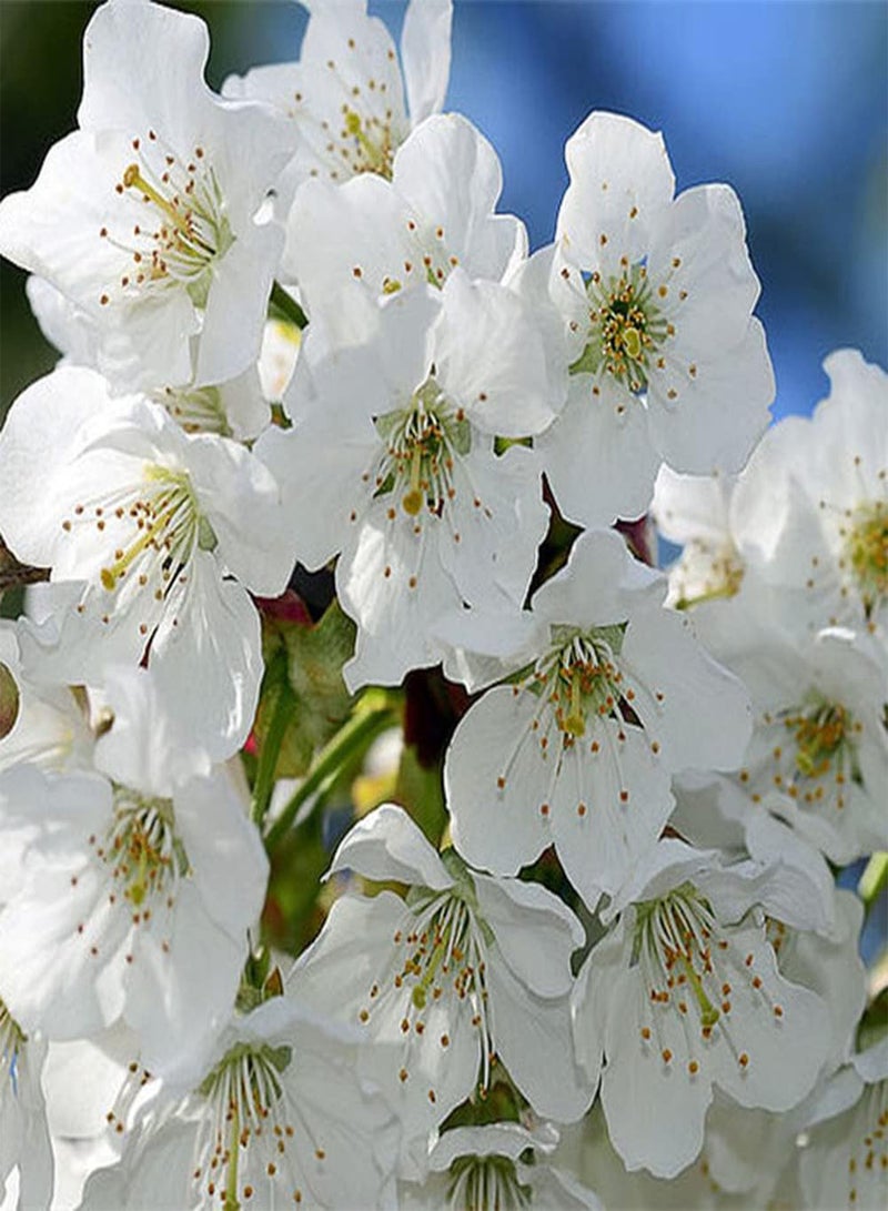 GGOOT 50Pcs Sakura Seeds Cherry Blossoms Easy to Plant Outdoor Edge Flower Varieties Multiuse Ornamental Perennial Tree Loved by People - Image 1