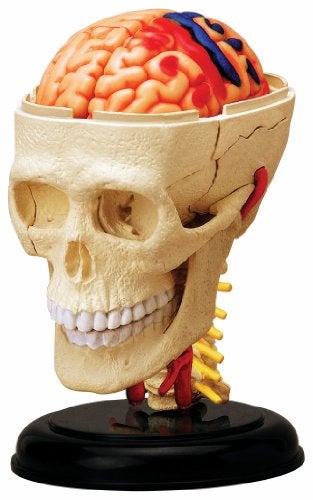 Tedco Human Anatomy Cranial Skull - Image 4