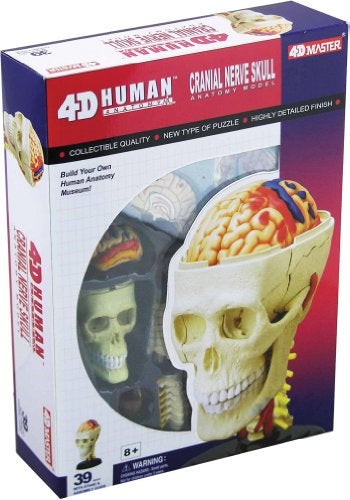Tedco Human Anatomy Cranial Skull - Image 2