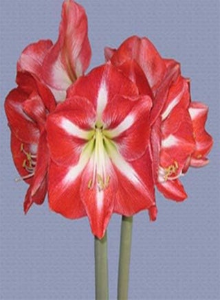 seeds Fresh 100 pcs Amaryllis Flower Seeds for Planting red 1 - pzsku/ZF4B6C661277158EBE5ABZ/45/1743071270/af25c9cc-897e-419b-900a-977afc8b3c2b