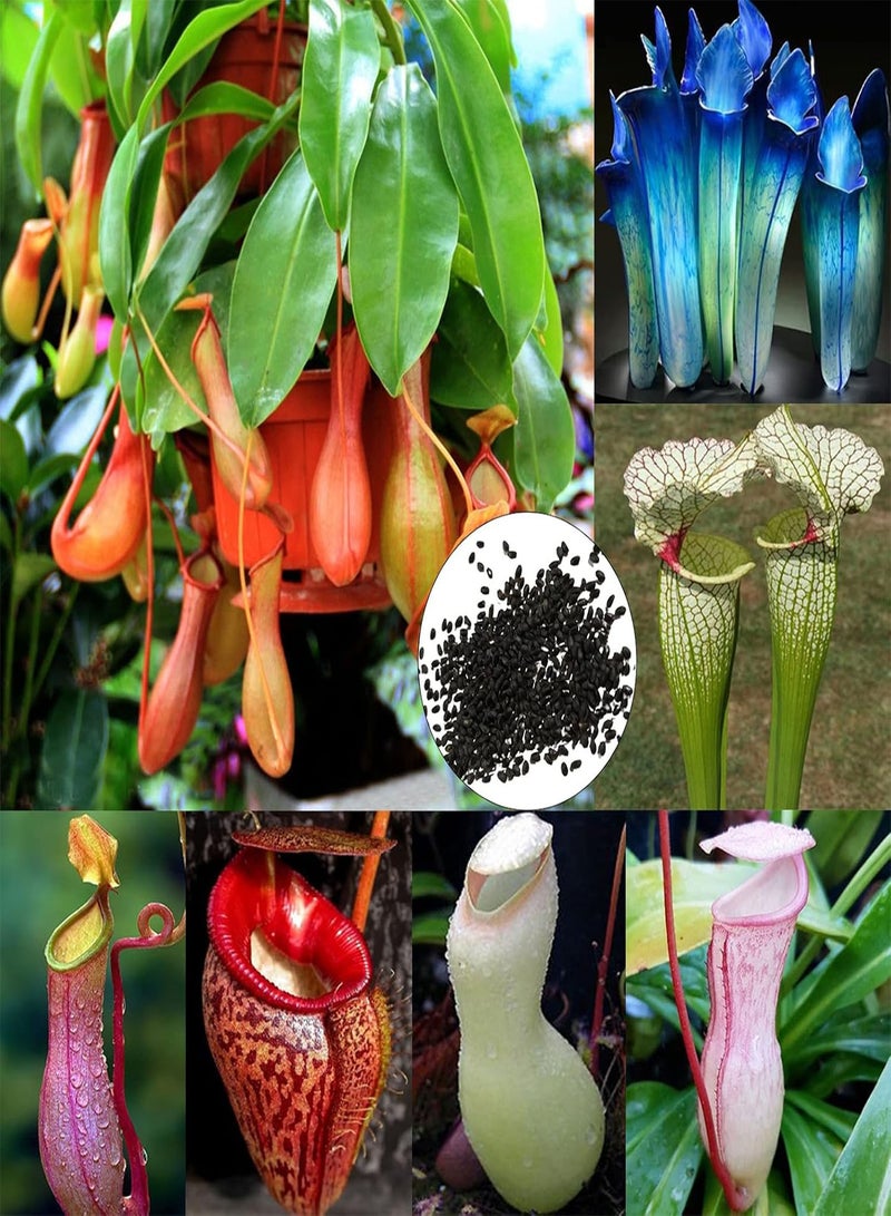 GGOOT Pitcher Plans Seeds,100Pcs Pitcher Plant Seeds High Germination Exotic Fresh Producing Carnivorous Nepenthes Seeds for Courtyard Rose Red - Image 2