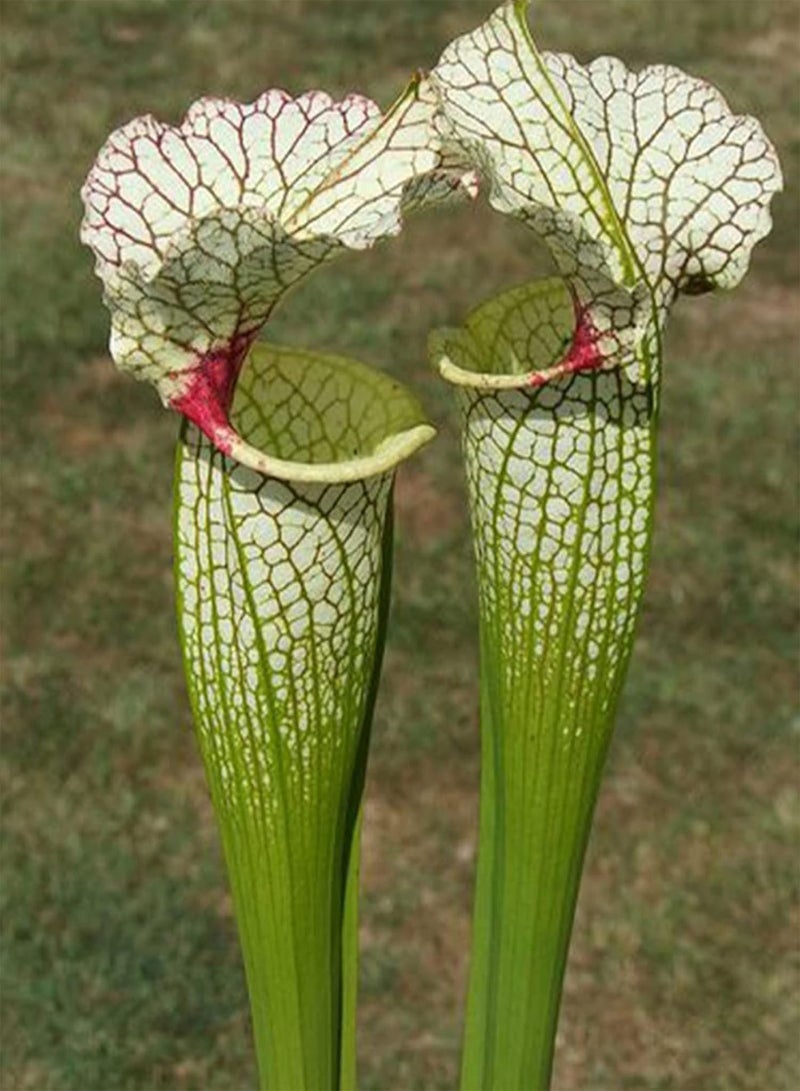 GGOOT Pitcher Plans Seeds,100Pcs Pitcher Plant Seeds High Germination Exotic Fresh Producing Carnivorous Nepenthes Seeds for Courtyard Rose Red - Image 4