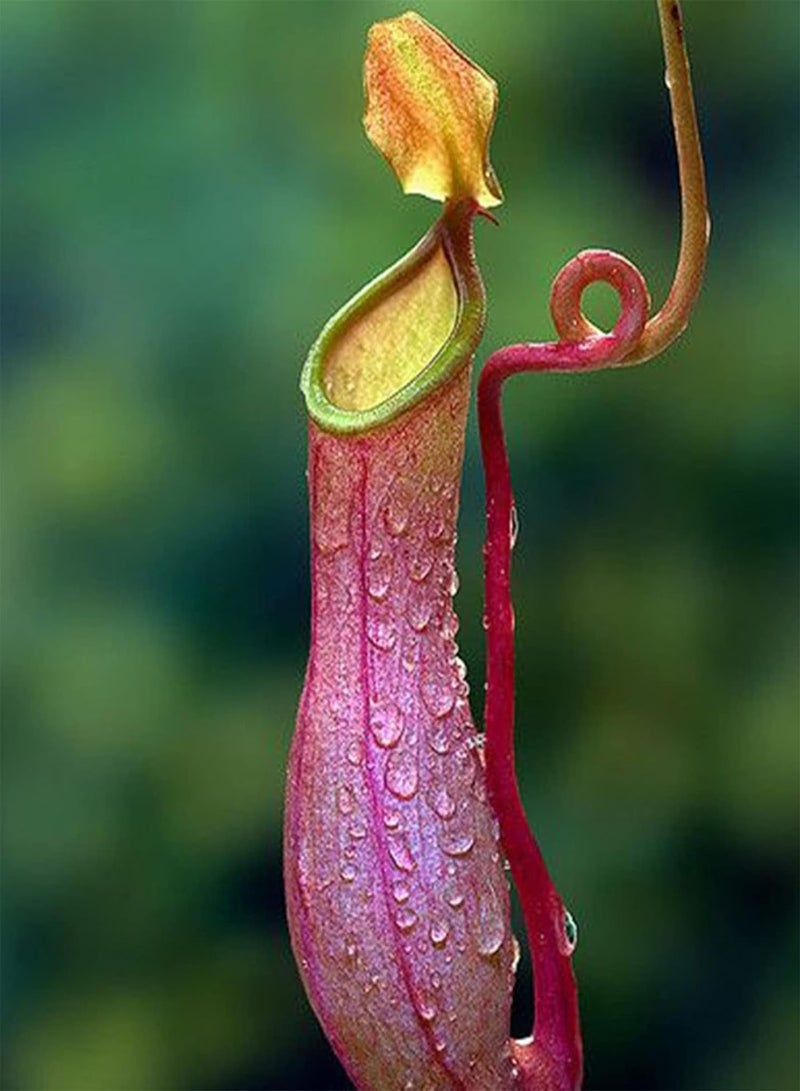 GGOOT Pitcher Plans Seeds,100Pcs Pitcher Plant Seeds High Germination Exotic Fresh Producing Carnivorous Nepenthes Seeds for Courtyard Rose Red - Image 1