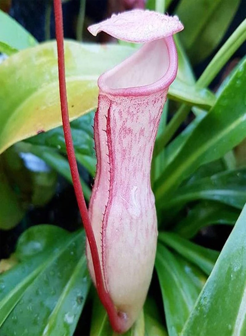 GGOOT Pitcher Plans Seeds,100Pcs Pitcher Plant Seeds High Germination Exotic Fresh Producing Carnivorous Nepenthes Seeds for Courtyard Rose Red - Image 5