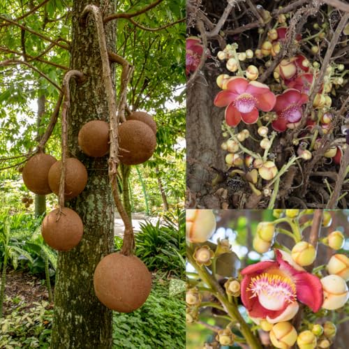 M-Tech Gardens Rare Nagalingam Medicinal Tree Plant (Couroupita guianensis, Cannonball Tree) Exotic 1 Live Medicinal Plant - Image 1
