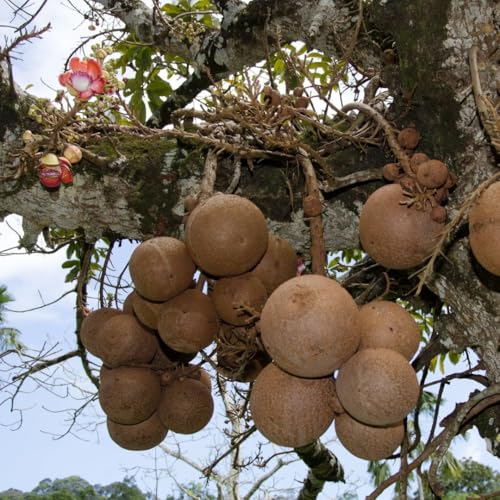 M-Tech Gardens Rare Nagalingam Medicinal Tree Plant (Couroupita guianensis, Cannonball Tree) Exotic 1 Live Medicinal Plant - Image 4
