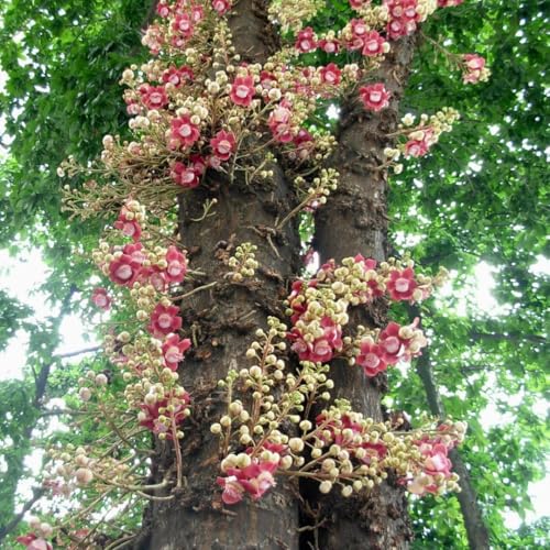 M-Tech Gardens Rare Nagalingam Medicinal Tree Plant (Couroupita guianensis, Cannonball Tree) Exotic 1 Live Medicinal Plant - Image 3
