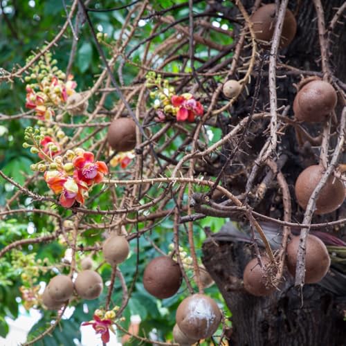 M-Tech Gardens Rare Nagalingam Medicinal Tree Plant (Couroupita guianensis, Cannonball Tree) Exotic 1 Live Medicinal Plant - Image 2
