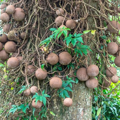 M-Tech Gardens Rare Nagalingam Medicinal Tree Plant (Couroupita guianensis, Cannonball Tree) Exotic 1 Live Medicinal Plant - Image 5