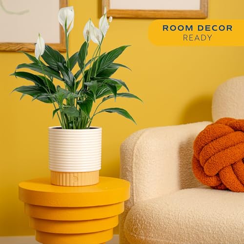Costa Farms Peace Lily Live Plant in Decorative Pot, Air Purifying Flowering Indoor Houseplant, Perfect for Home, Room, or Office Decor, Great House Warming or Birthday Gift, 14-24 Inches Tall - Image 2
