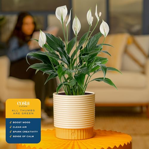 Costa Farms Peace Lily Live Plant in Decorative Pot, Air Purifying Flowering Indoor Houseplant, Perfect for Home, Room, or Office Decor, Great House Warming or Birthday Gift, 14-24 Inches Tall - Image 5