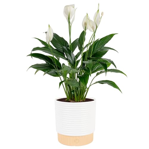 Costa Farms Peace Lily Live Plant in Decorative Pot, Air Purifying Flowering Indoor Houseplant, Perfect for Home, Room, or Office Decor, Great House Warming or Birthday Gift, 14-24 Inches Tall - Image 1