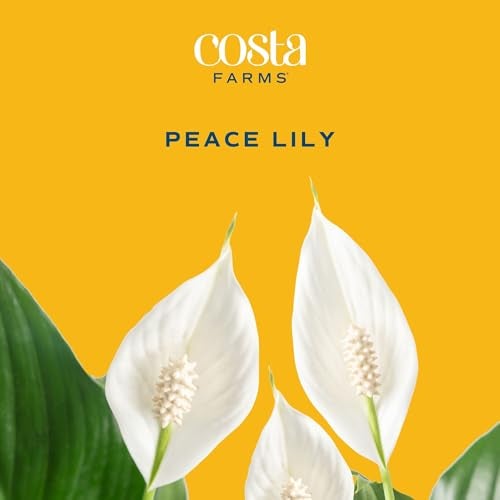 Costa Farms Peace Lily Live Plant in Decorative Pot, Air Purifying Flowering Indoor Houseplant, Perfect for Home, Room, or Office Decor, Great House Warming or Birthday Gift, 14-24 Inches Tall - Image 3