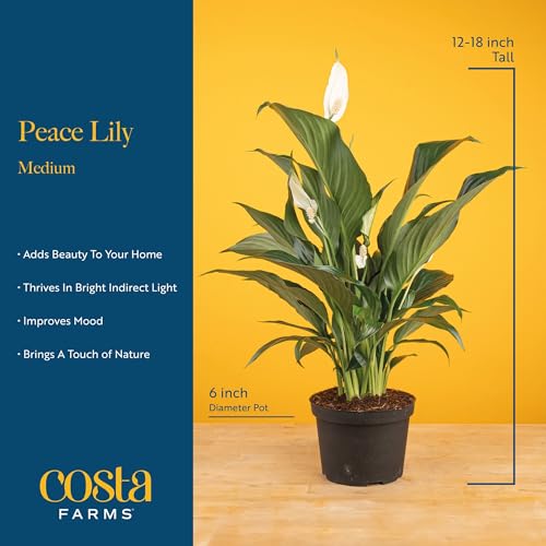 Costa Farms Peace Lily Live Plant in Decorative Pot, Air Purifying Flowering Indoor Houseplant, Perfect for Home, Room, or Office Decor, Great House Warming or Birthday Gift, 14-24 Inches Tall - Image 4