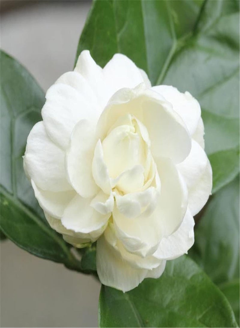 جي جوت بذور الياسمين - مجموعة هدايا للحديقة، بذور زهور قوية النمو، بذور زهور مركزة، المملكة المتحدة، استمتع بمتعة الزراعة - 300 قطعة - Image 1