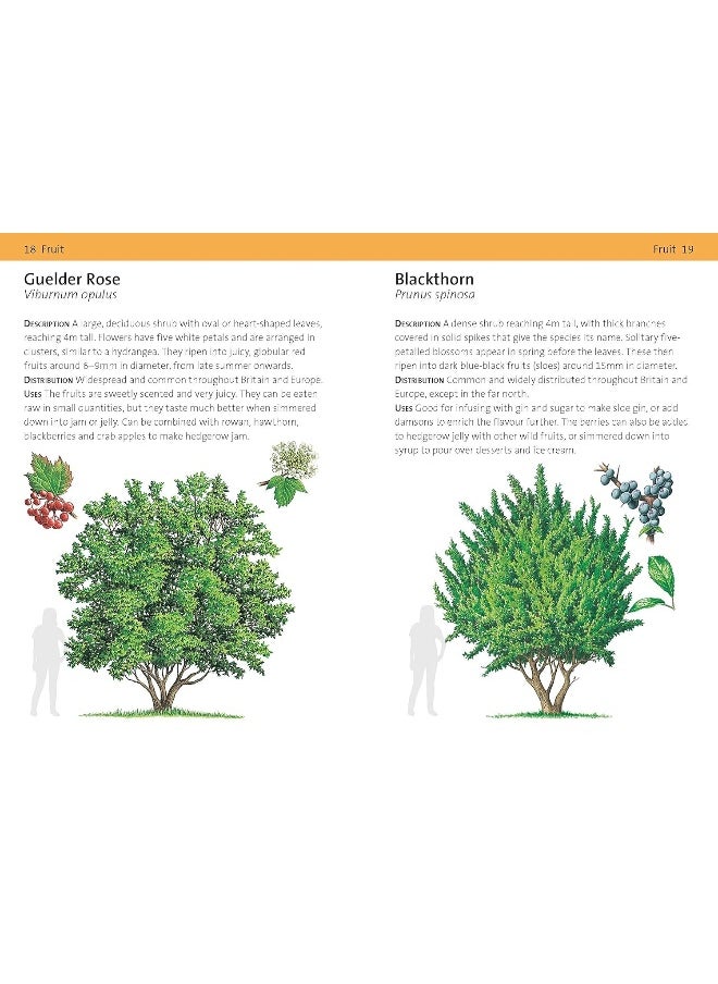 null - Concise Foraging Guide - Image 1