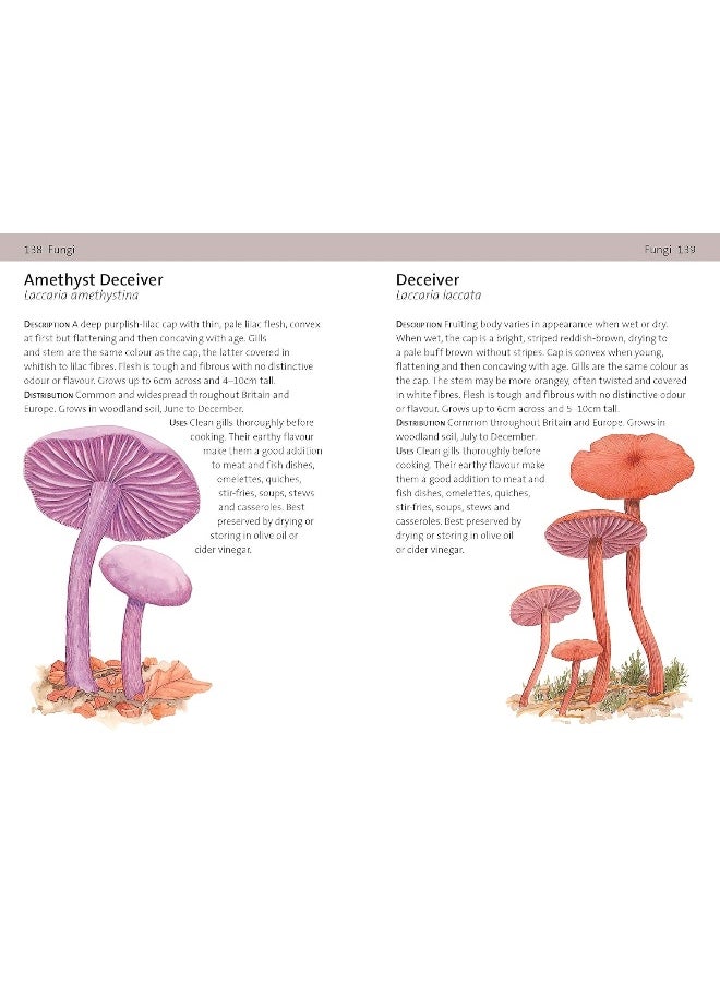 null - Concise Foraging Guide - Image 1
