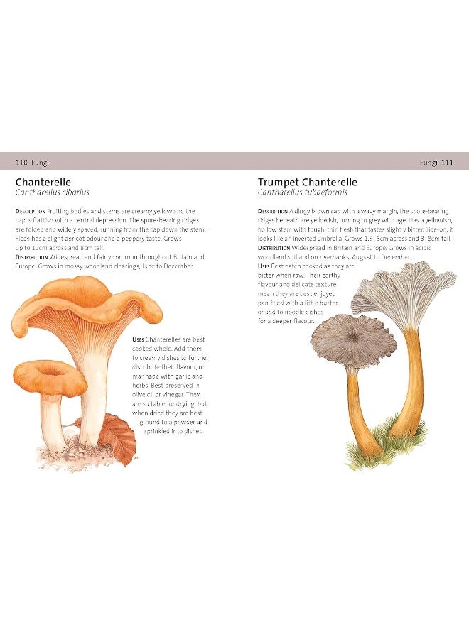 null - Concise Foraging Guide - Image 1