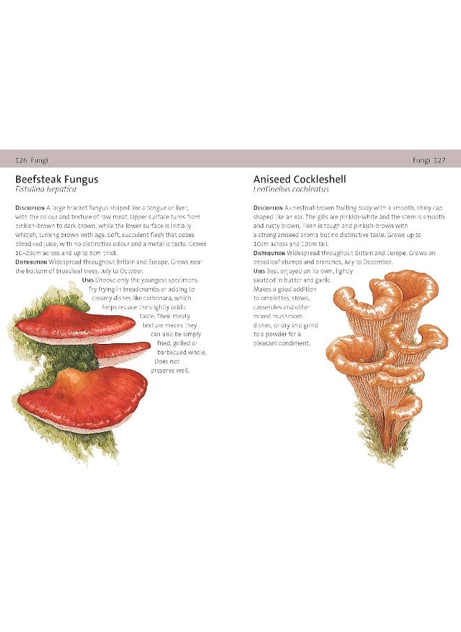 null - Concise Foraging Guide - Image 1