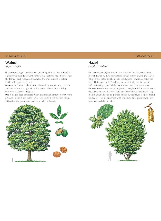 null - Concise Foraging Guide - Image 1