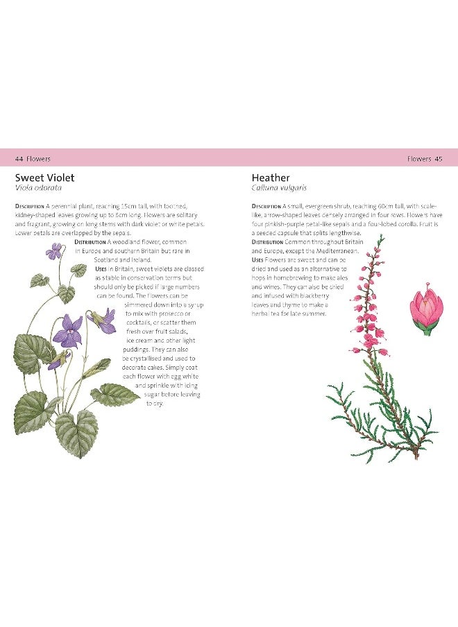 null - Concise Foraging Guide - Image 1
