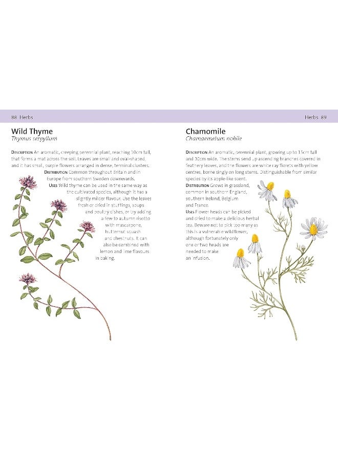 null - Concise Foraging Guide - Image 1
